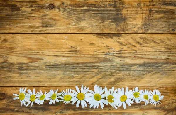 Blüten Kamillenrand — Stockfoto