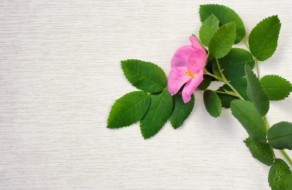 Zweig rosa Hagebuttenblüte — Stockfoto