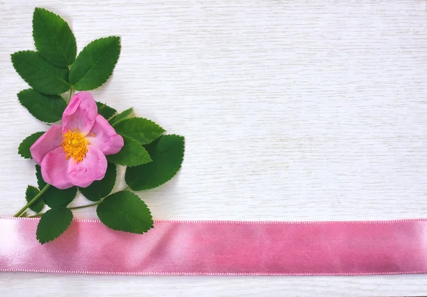 Flor de rosa mosqueta sobre superficie de madera blanca — Foto de Stock