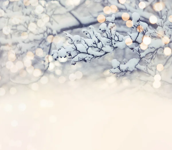 Christmas card, branch in snow — Stock Photo, Image