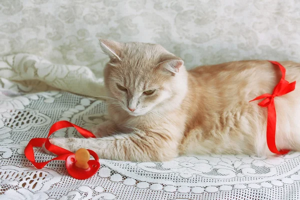 Pregnant beige cat with red ribbon