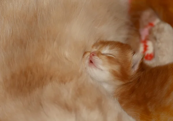Little newborn red kitten — Stock Photo, Image