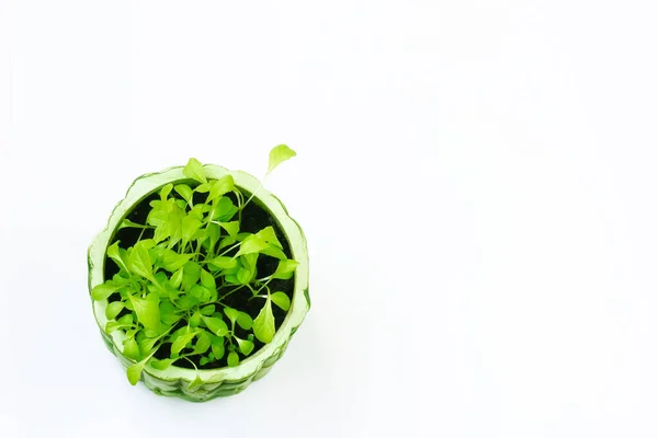 Clay Pot Young Sprouts Microgreen Lettuce White Background Top View — Foto de Stock