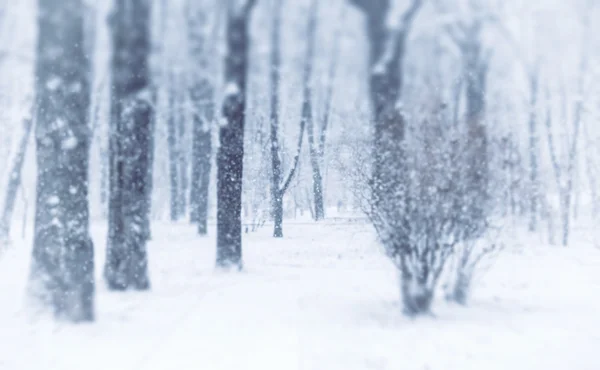 Inverno sfondo sfocato — Foto Stock