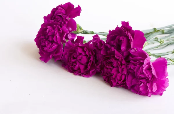 Bouquet of purple carnations — Stock Photo, Image