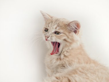 yawning red cute kitten