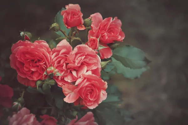 Vintage rosa fundo — Fotografia de Stock