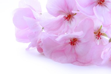 Pink delicate flower geranium
