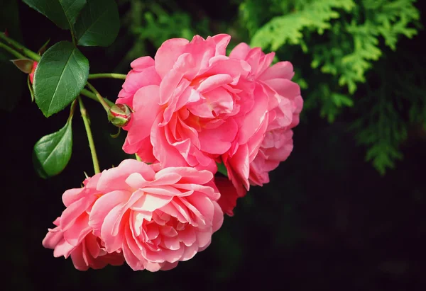 Rosa bonita rosa — Fotografia de Stock