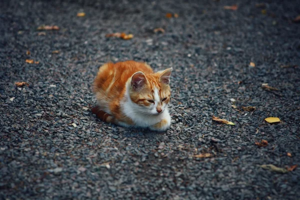 Pequeno gatinho sem-teto vermelho — Fotografia de Stock