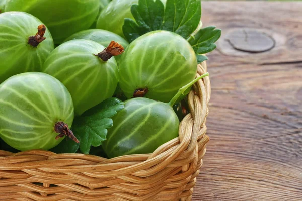 Grüne reife Stachelbeeren groß — Stockfoto