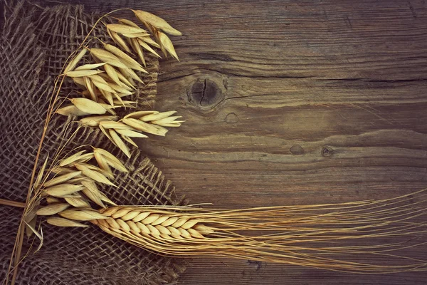 Tallos de avena y centeno — Foto de Stock