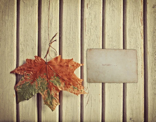 Herfst achtergrond met esdoorn blad — Stockfoto