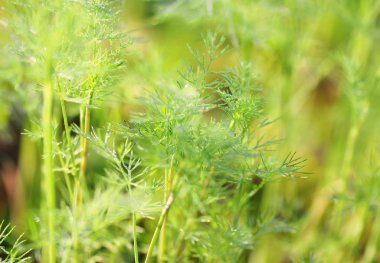 Genç dereotu ıslak