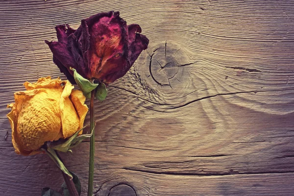 Duas rosas secas — Fotografia de Stock