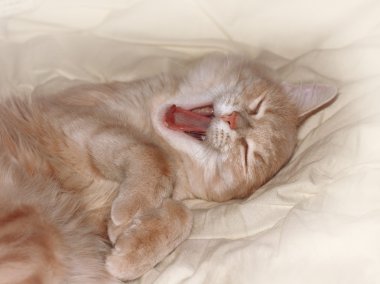 Kırmızı kedi esneme