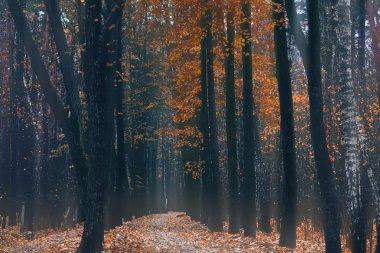 gizemli kasvetli sonbahar park