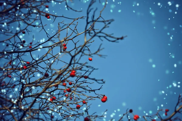 Fond de Noël d'hiver avec des baies d'aubépine — Photo