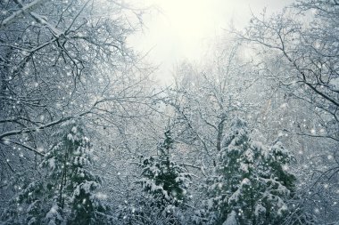 doğa Noel arka plan ile kar