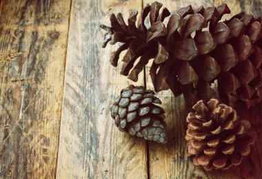 Üç çam kozalakları 