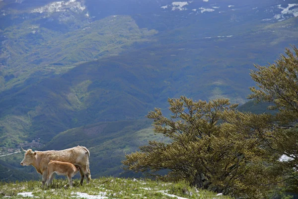 Cow feeding calf on the mountain — Stock Photo, Image