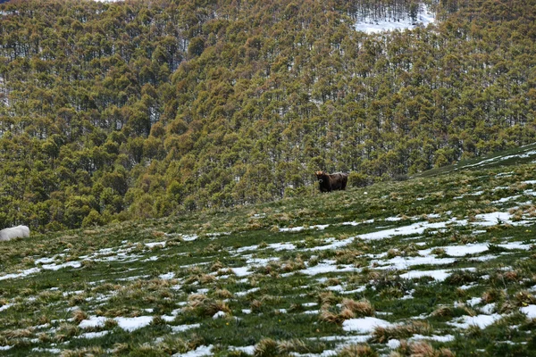 Black cow on the slope — Stock Photo, Image