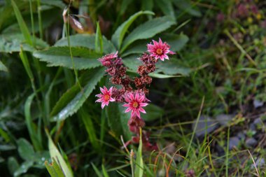 Sempervivum montanum