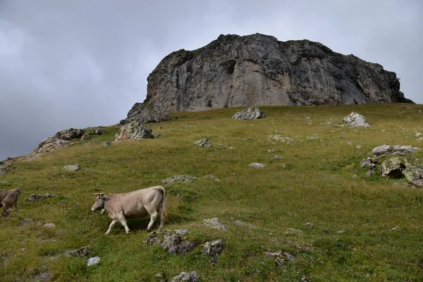 Pyrenese koe in de bergen — Stockfoto