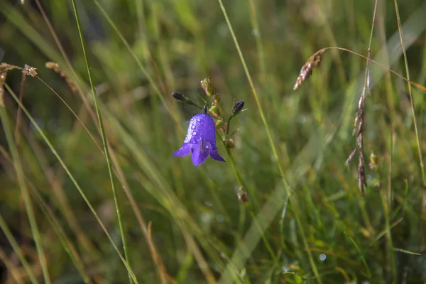 Campanula persicifolia húmeda —  Fotos de Stock