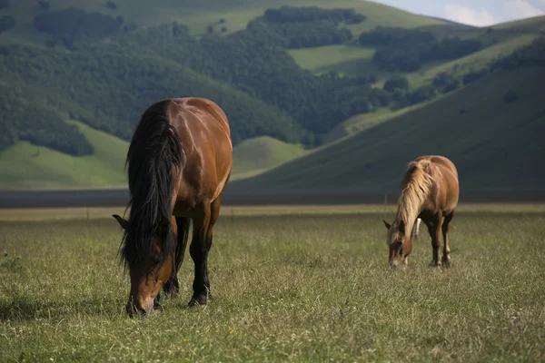 Paarden fokken — Stockfoto