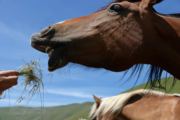 Horse reaching hay from hand — Stock Photo, Image