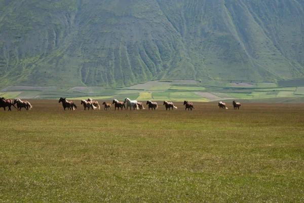 Herd van paarden — Stockfoto