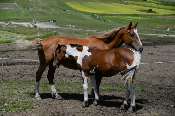 Лошадь и жеребенок на ранчо — стоковое фото