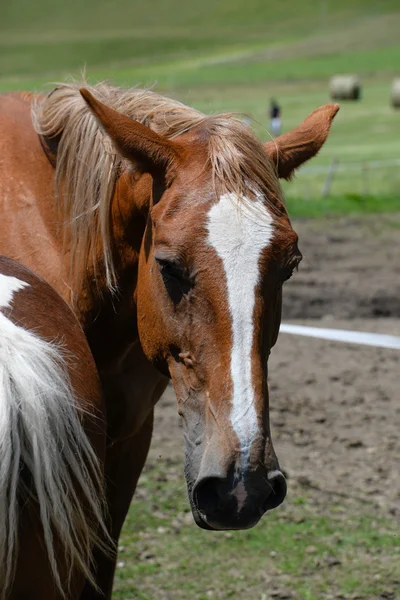 Horse head — Stock Photo, Image