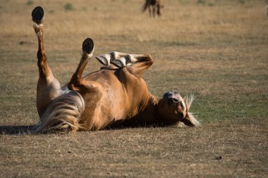 kahverengi at yere haddeleme