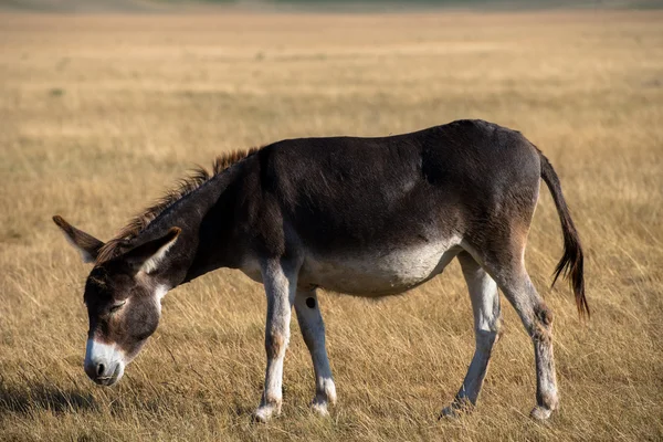 Donkey pasturing in a dry field — Stock Photo, Image