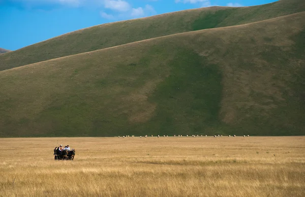 Horses and carriage in the meadow — Stock Photo, Image