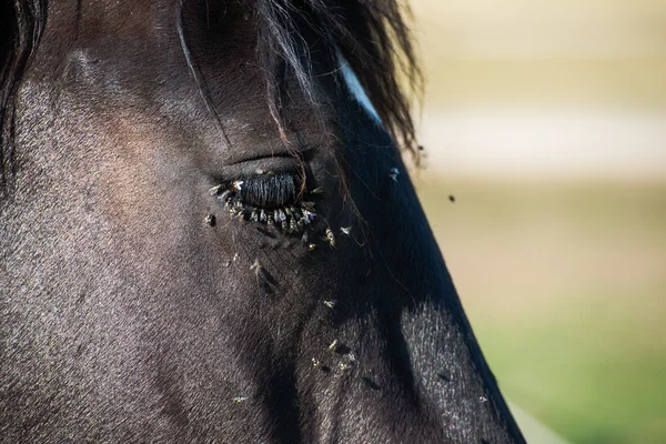 Head of black horse — Stock Photo, Image