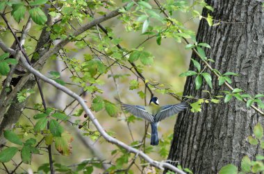 büyük baştankara uçan