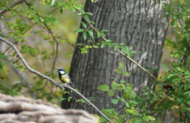 Büyük baştankara bir dalda yalan söyledim.