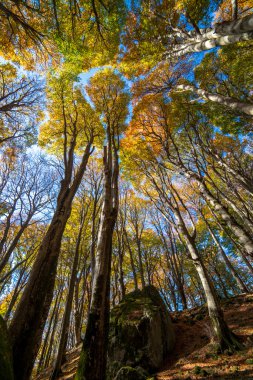 Kayın ormanı inautumn