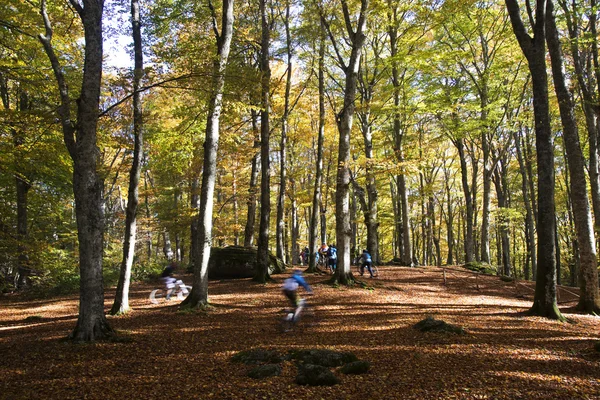 Bicicletas de montaña en el bosque Imágenes de stock libres de derechos