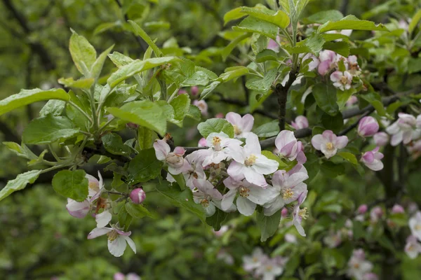 Çiçek açan elma ağacı bahar zaman fotoğraf — Stok fotoğraf