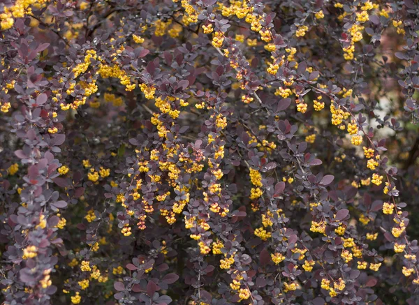 Krzew kwiat kwitnących wiosną Berberis ottawensis Superba berberysu zdjęcie — Zdjęcie stockowe