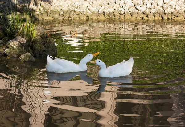 Patos blancos románticos pareja pájaro nadando en el lago foto —  Fotos de Stock