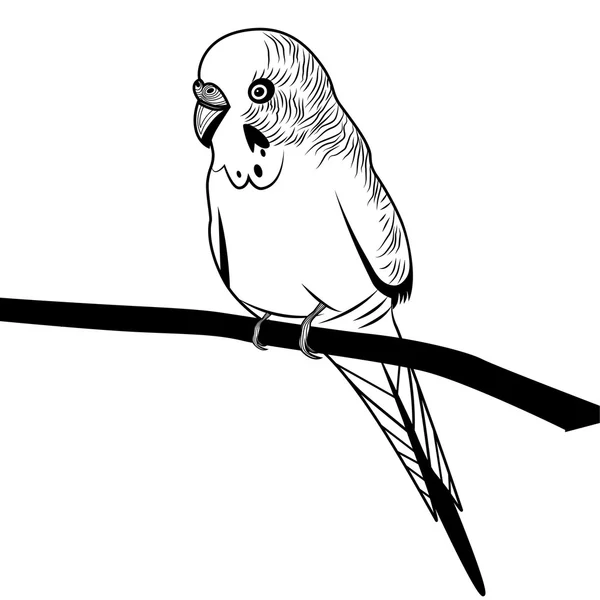 Pappagallo uccello Budgie Sketch — Vettoriale Stock