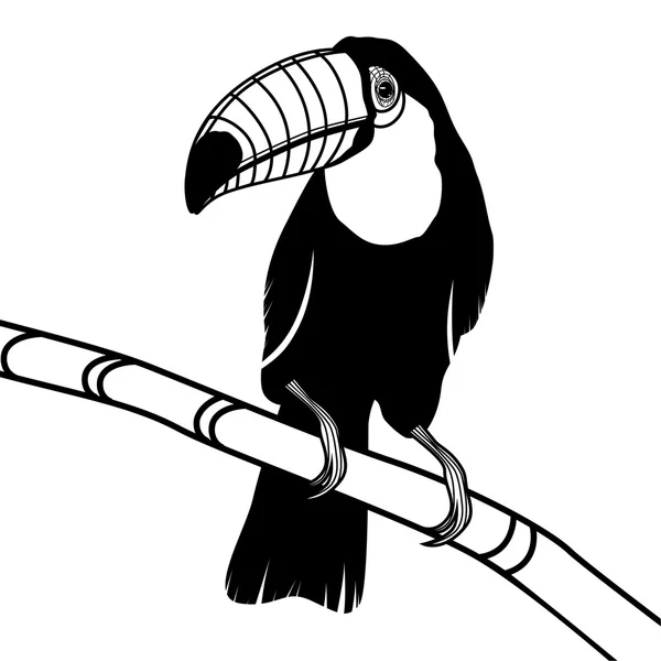 Esboço de pássaro tucano — Vetor de Stock