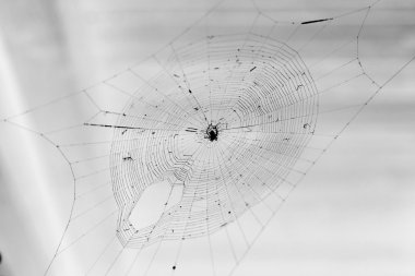 Örümcek web doğal net fotoğraf