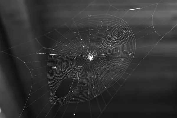 Spider on the web close up — Stock Photo, Image