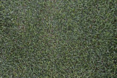 Yeşil çim arka plan doku fotoğraf